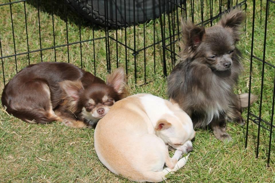 Chihuahua Ayumi Von Edertal billede 17