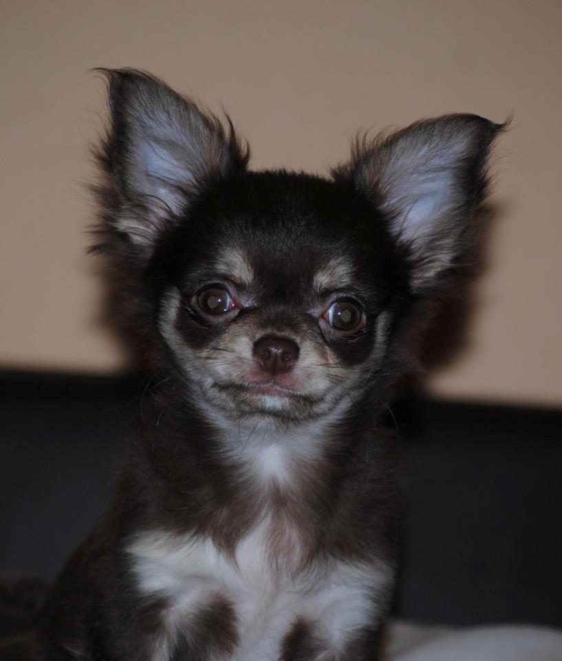 Chihuahua Ayumi Von Edertal billede 19