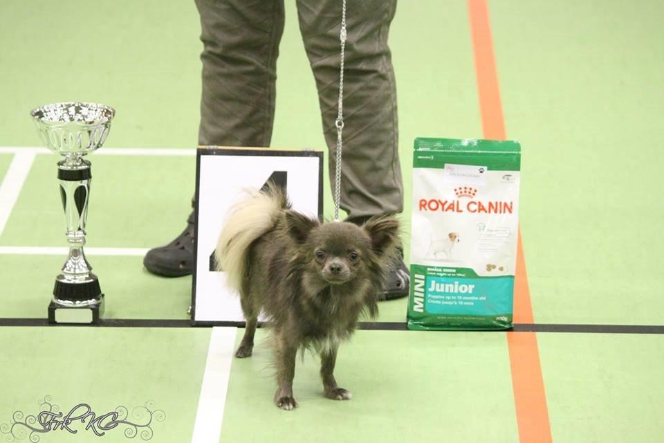 Chihuahua Valentino Del Modisto - Koda billede 19