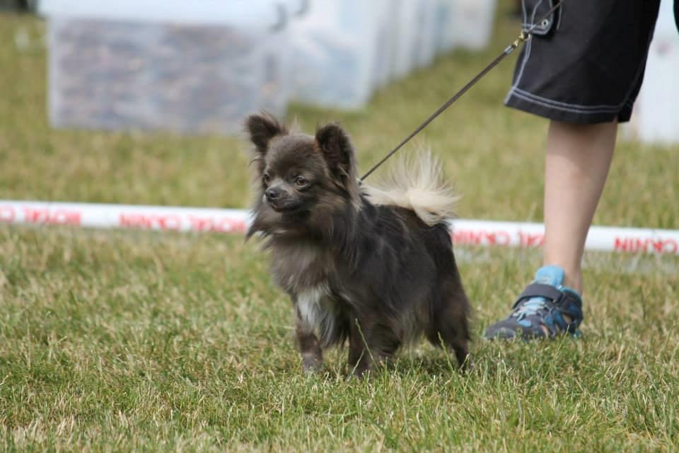 Chihuahua Valentino Del Modisto - Koda billede 20