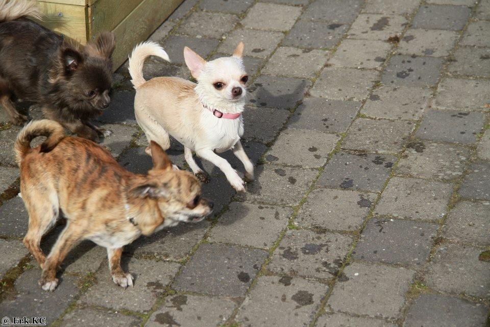 Chihuahua Imperial Luxury Belladonna - Donna billede 14