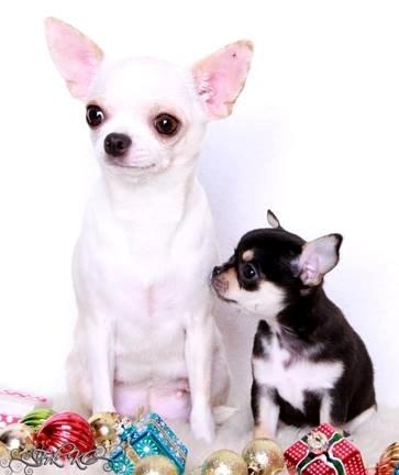 Chihuahua Imperial Luxury Belladonna - Donna - Mor og datter :-) billede 15