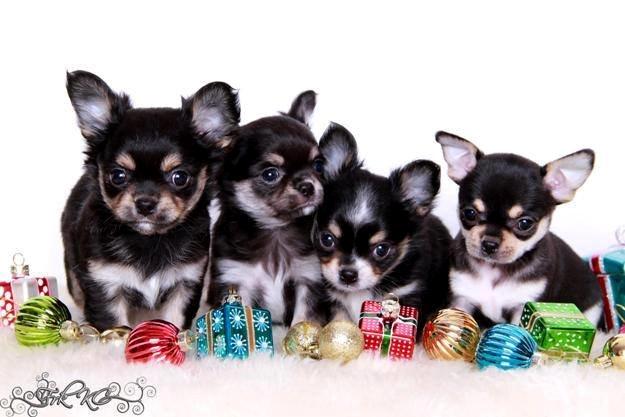 Chihuahua Imperial Luxury Belladonna - Donna - Alle Donnas smukke børn! billede 17