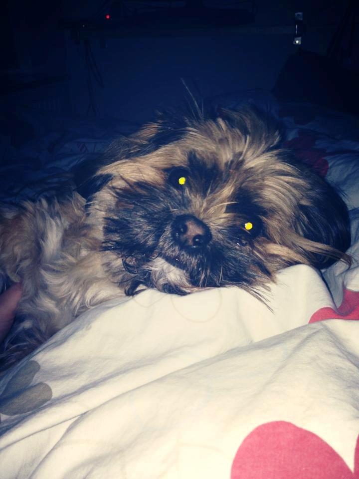 Shih tzu Carlo billede 18