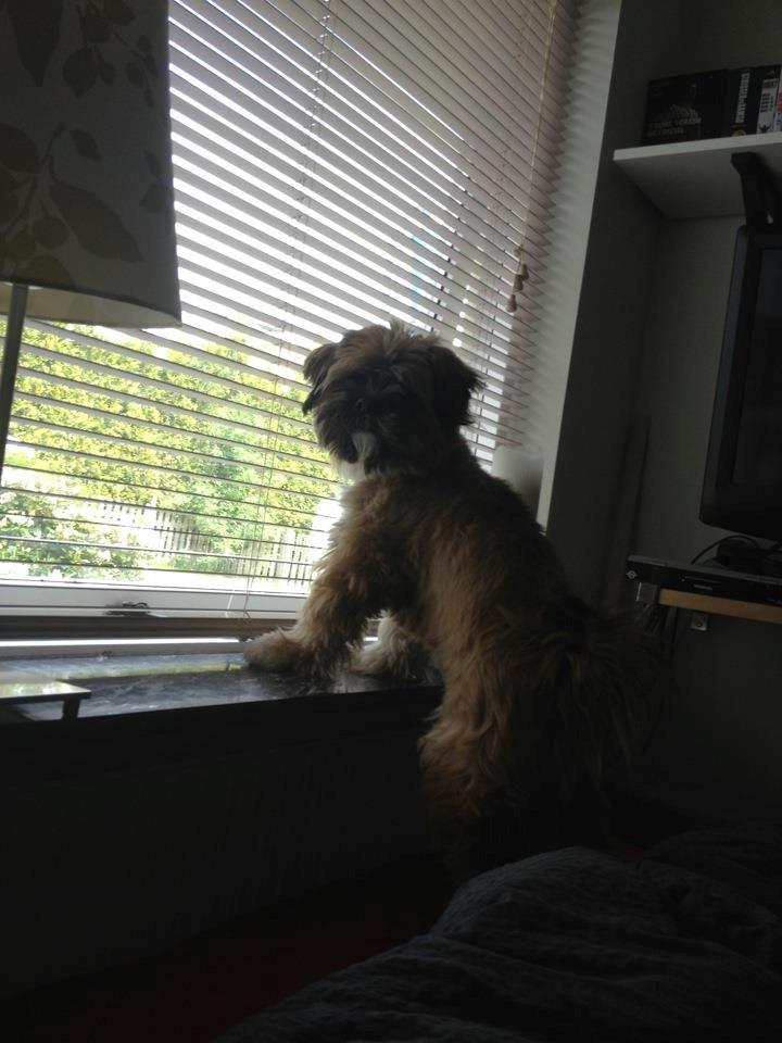 Shih tzu Carlo billede 20