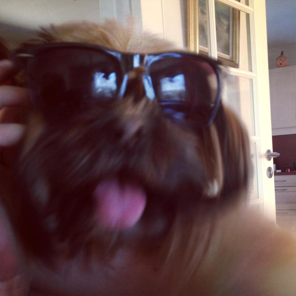 Shih tzu Carlo billede 19