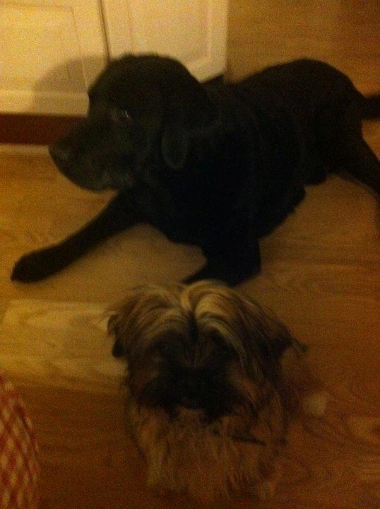 Shih tzu Carlo billede 21