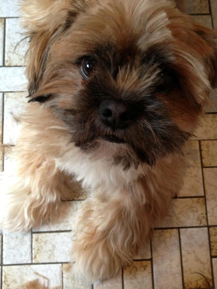 Shih tzu Carlo billede 24