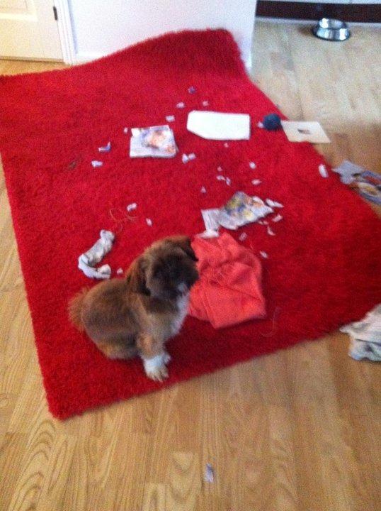 Shih tzu Carlo billede 25