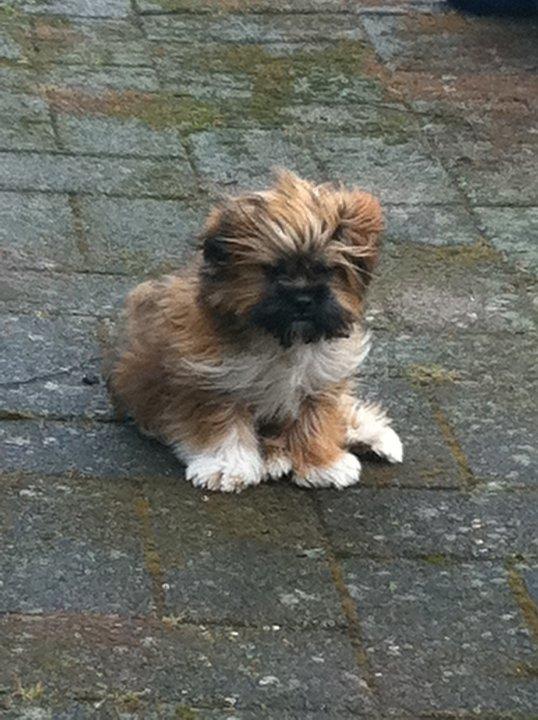 Shih tzu Carlo billede 23