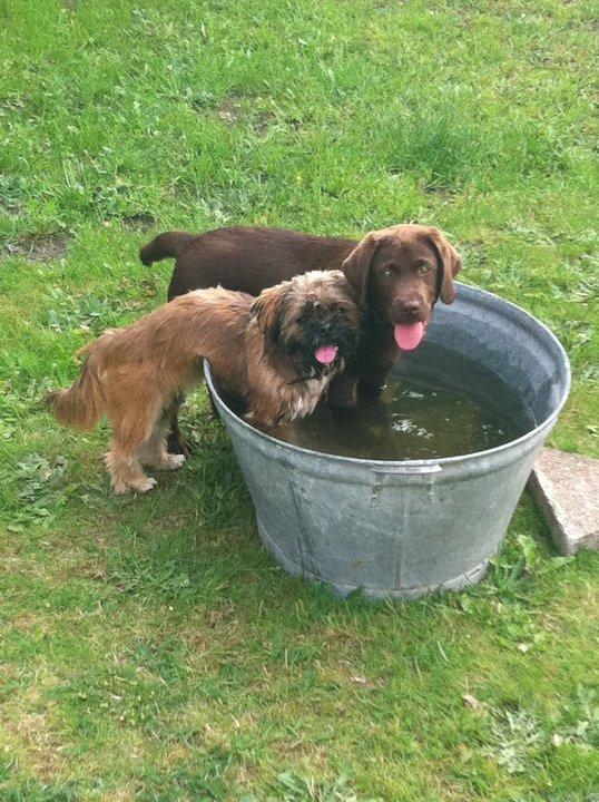 Shih tzu Carlo billede 26