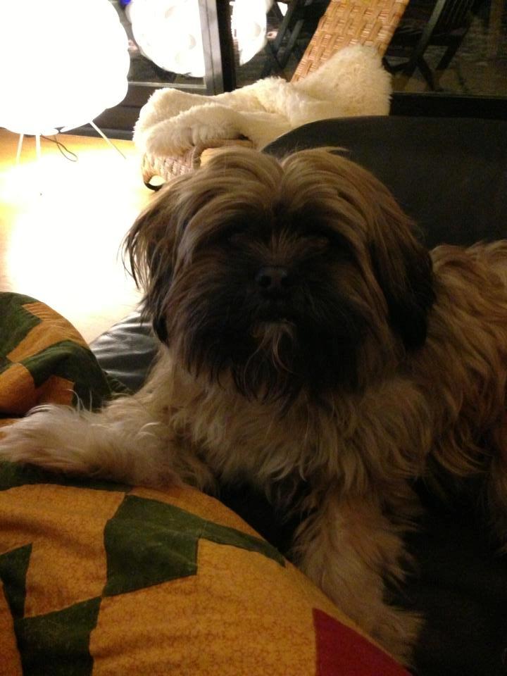 Shih tzu Carlo billede 28