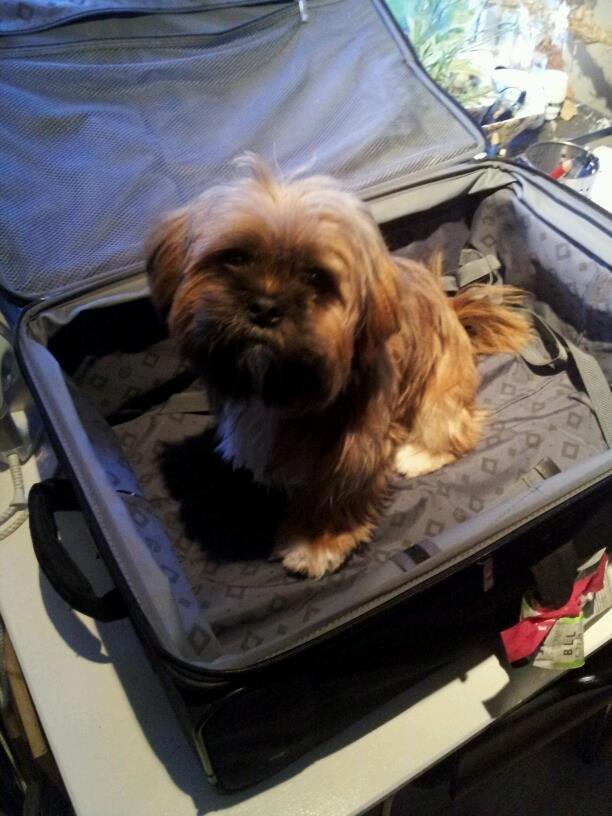 Shih tzu Carlo billede 29