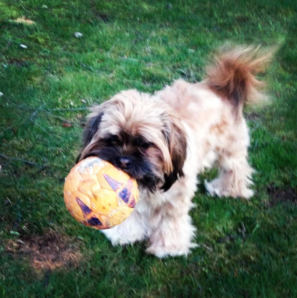 Shih tzu Carlo billede 30