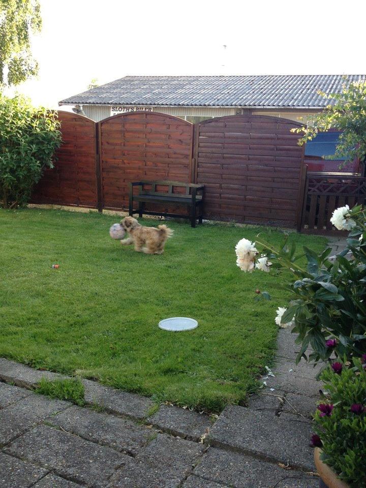 Shih tzu Carlo billede 31