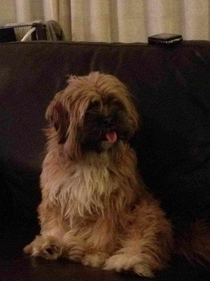 Shih tzu Carlo billede 32