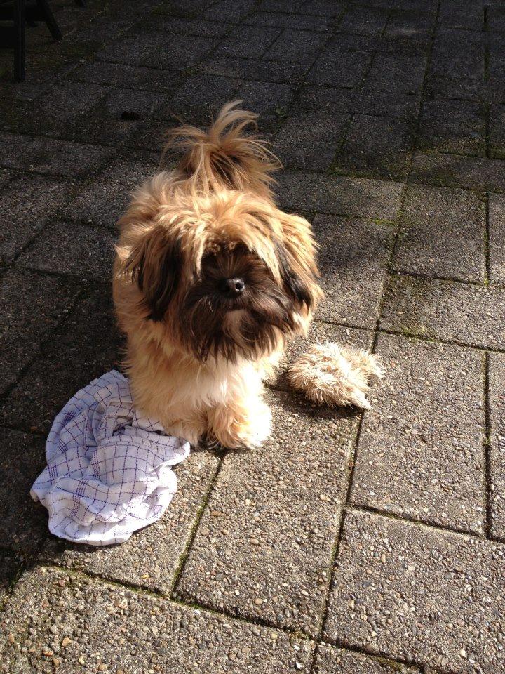 Shih tzu Carlo billede 33