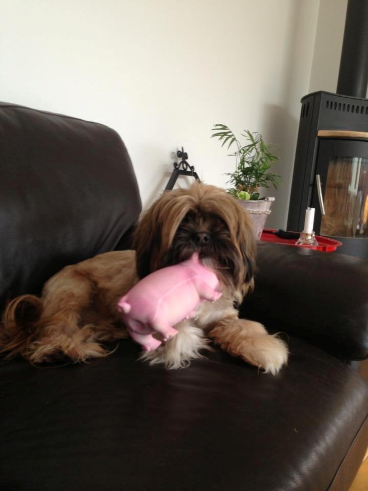 Shih tzu Carlo billede 34