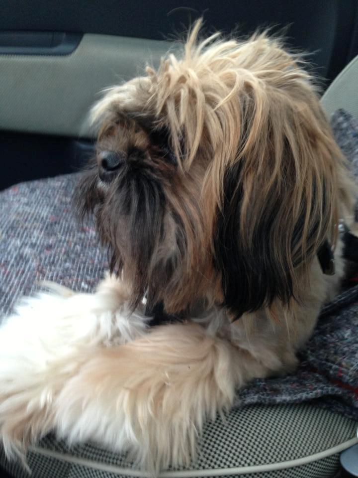 Shih tzu Carlo billede 35