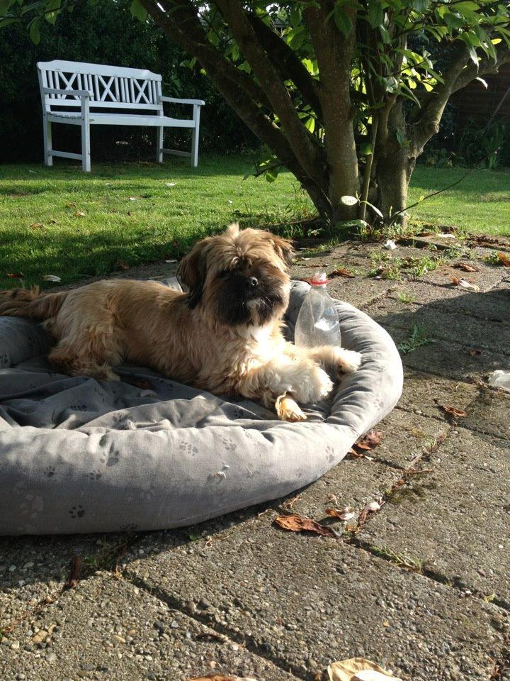 Shih tzu Carlo billede 36