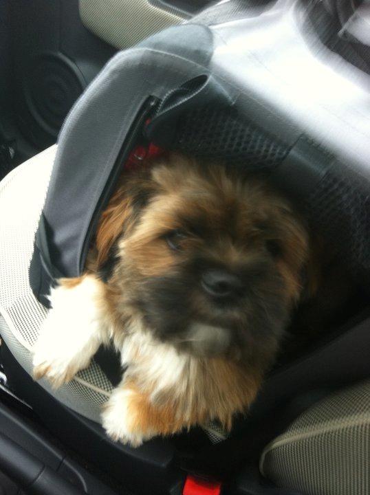 Shih tzu Carlo billede 27