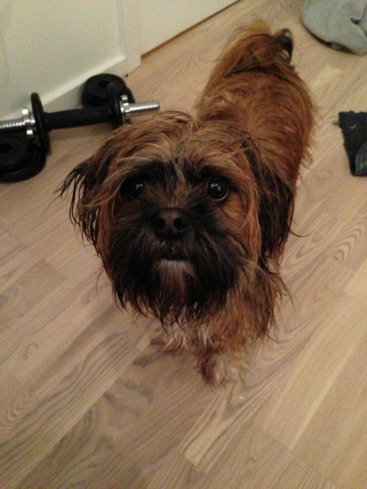 Shih tzu Carlo billede 37