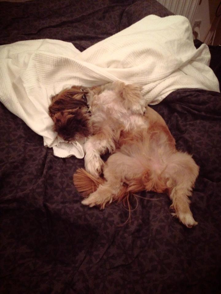 Shih tzu Carlo billede 38