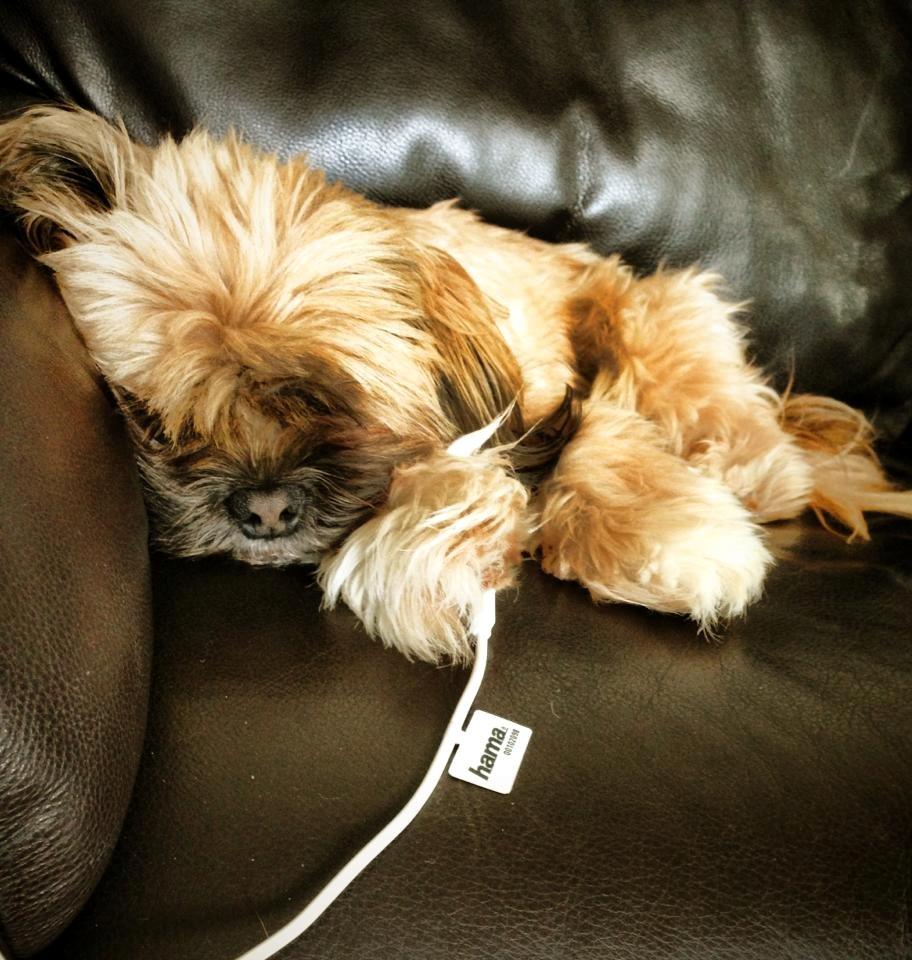 Shih tzu Carlo billede 41