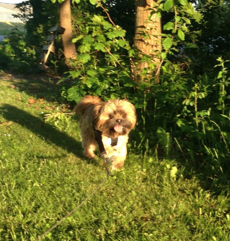 Shih tzu Carlo billede 42