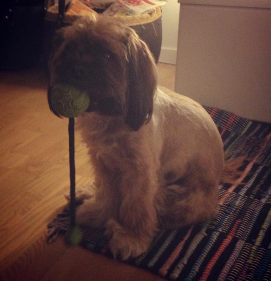 Shih tzu Carlo billede 43