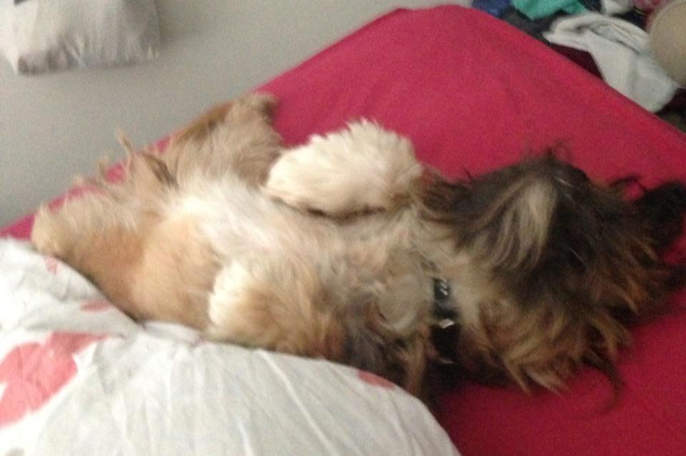 Shih tzu Carlo billede 40