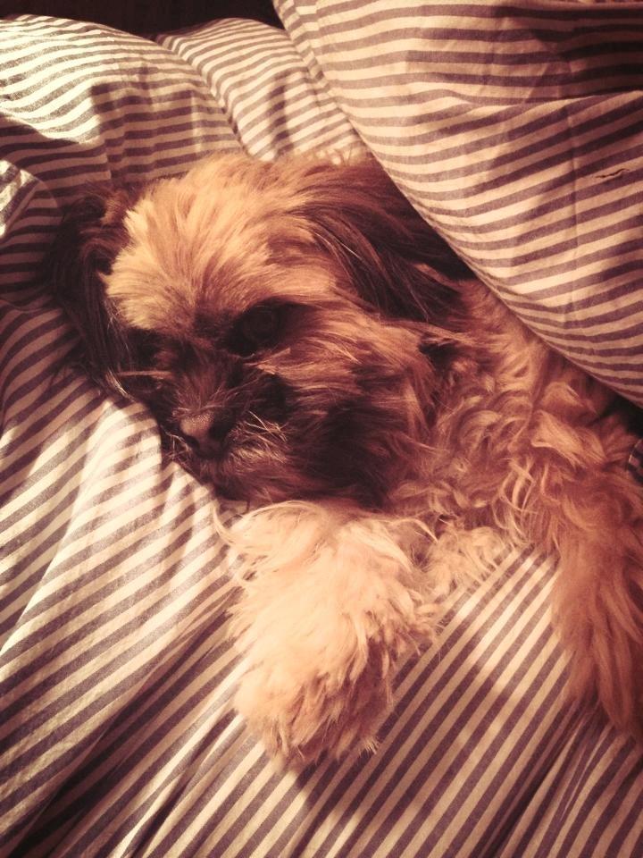 Shih tzu Carlo billede 45