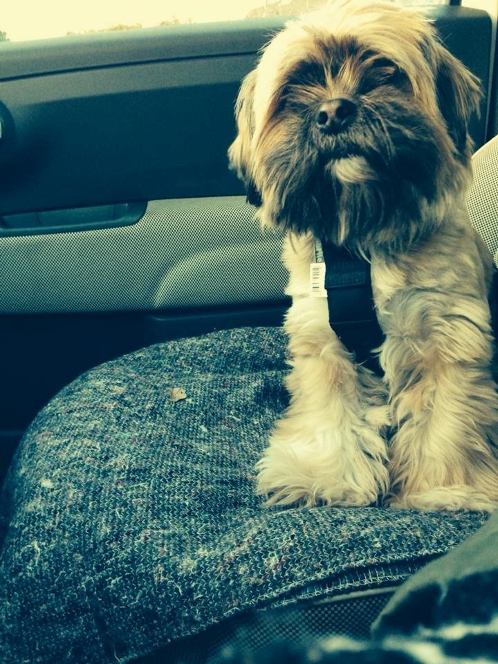 Shih tzu Carlo - På tur med min nye sikkerhedssele, FEB14 billede 1