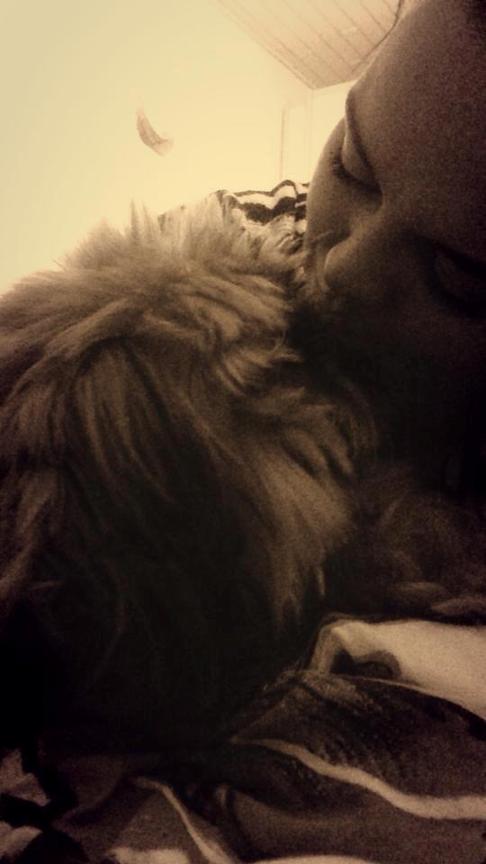 Shih tzu Carlo billede 46