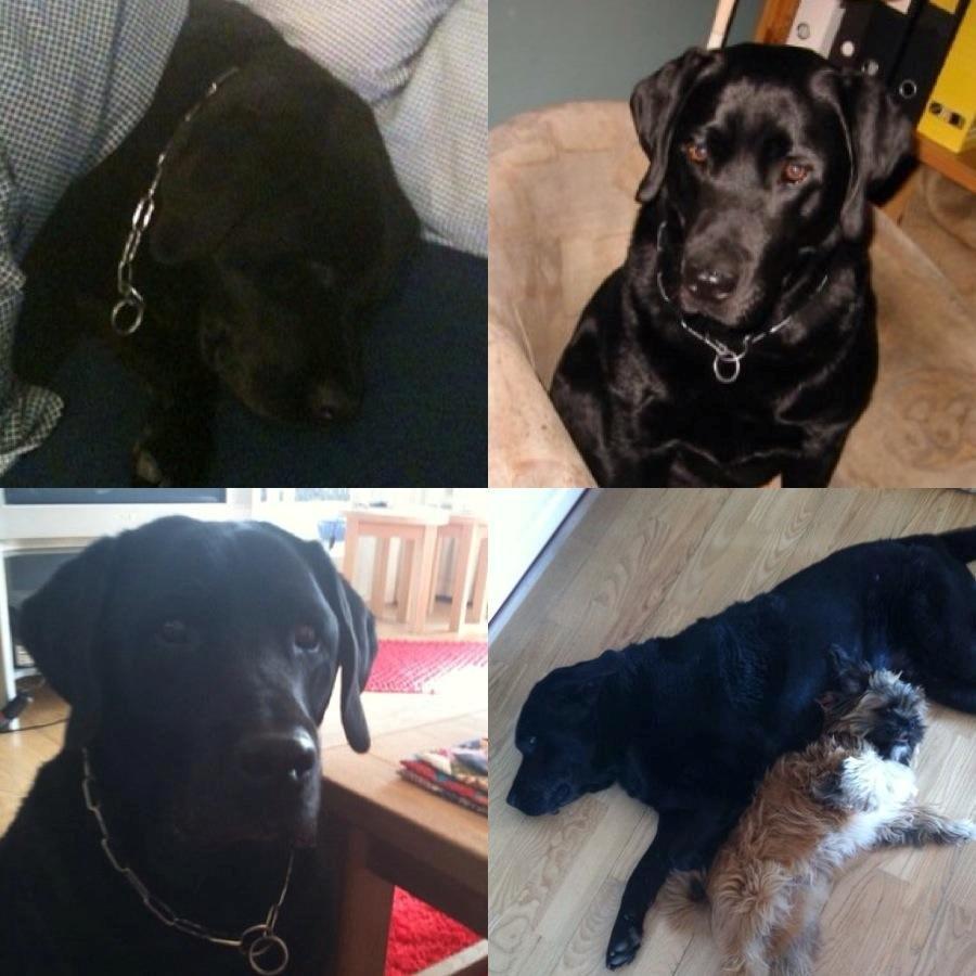 Labrador retriever Bamse * RIP * billede 11