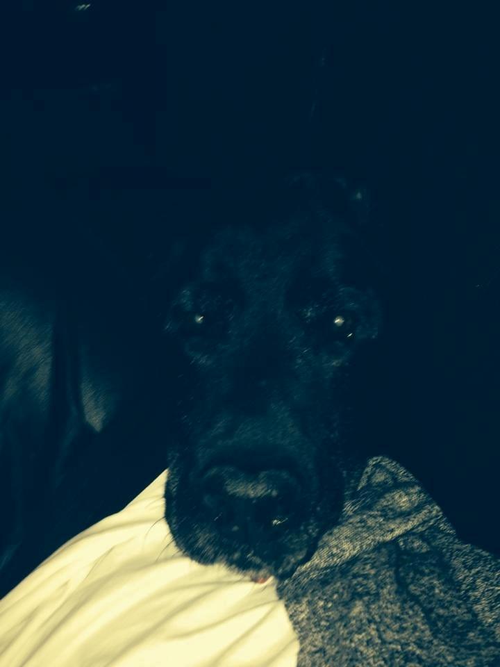 Labrador retriever Bamse * RIP * - Sofahygge <3 FEB14 billede 3