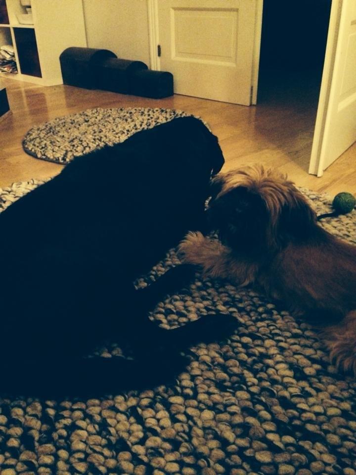 Labrador retriever Bamse * RIP * - Carlo & Bamse FEB14 billede 2