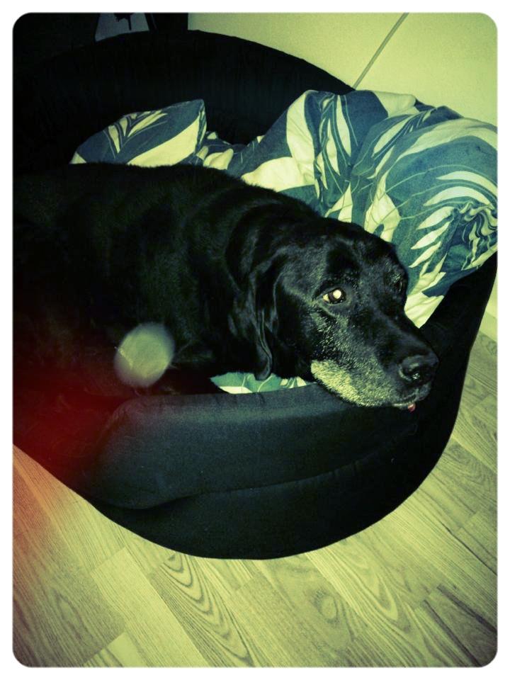 Labrador retriever Bamse * RIP * - Nyder sin nye kurv :-) FEB14 billede 4