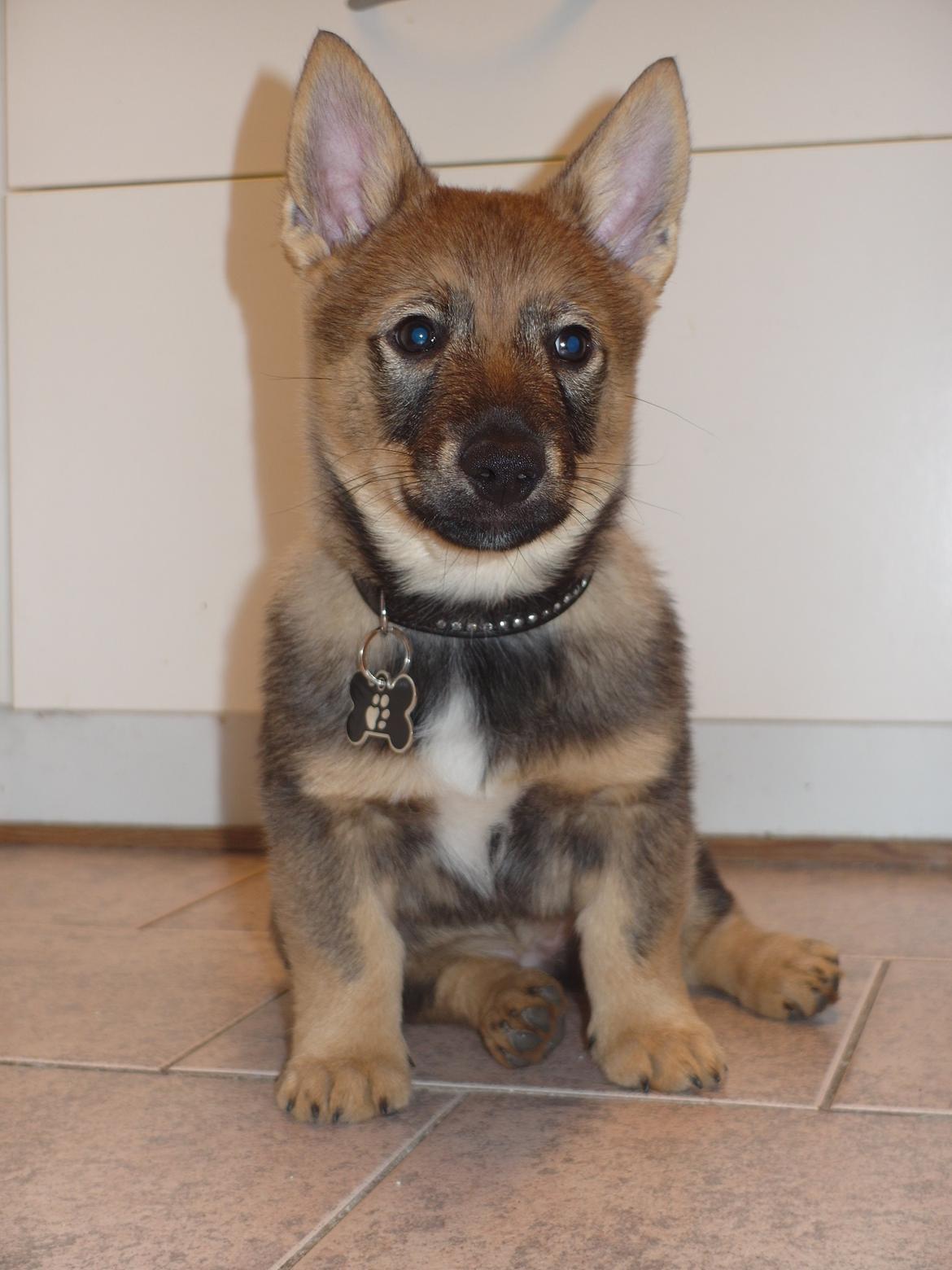 Västgötaspids Yuki <3 <3 (Clasus Miller). - Min helt fantastiske dreng <3 17 feb 2014 billede 31