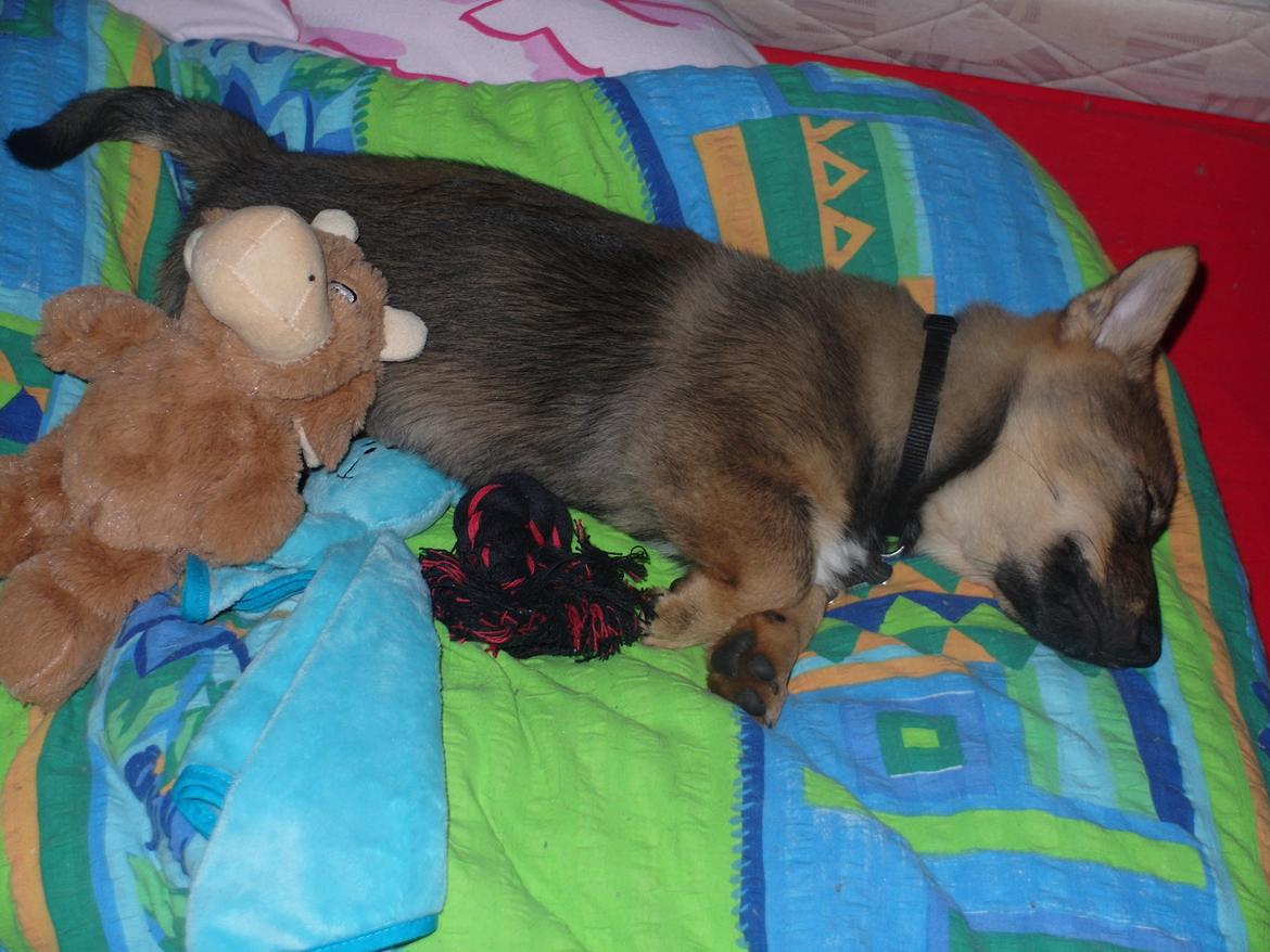 Västgötaspids Yuki <3 <3 (Clasus Miller). - 15 feb 2014 billede 18