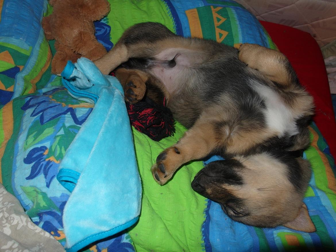 Västgötaspids Yuki <3 <3 (Clasus Miller). - Første nat hos mig i sengen <3 15 feb 2014 billede 15