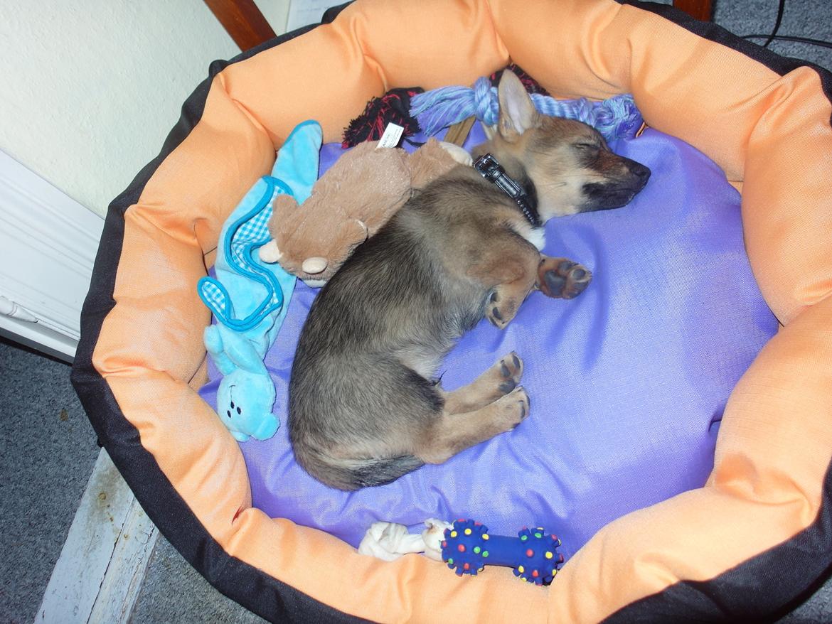 Västgötaspids Yuki <3 <3 (Clasus Miller). - Yuki tilte, efter en hel legedag på arbejde med 3 Franske Bulldog. 17 feb 2014 billede 21