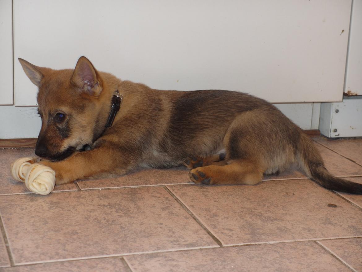 Västgötaspids Yuki <3 <3 (Clasus Miller). - Hans ynglings tyggeben 8 ind 1.. 16 feb 2014 billede 24