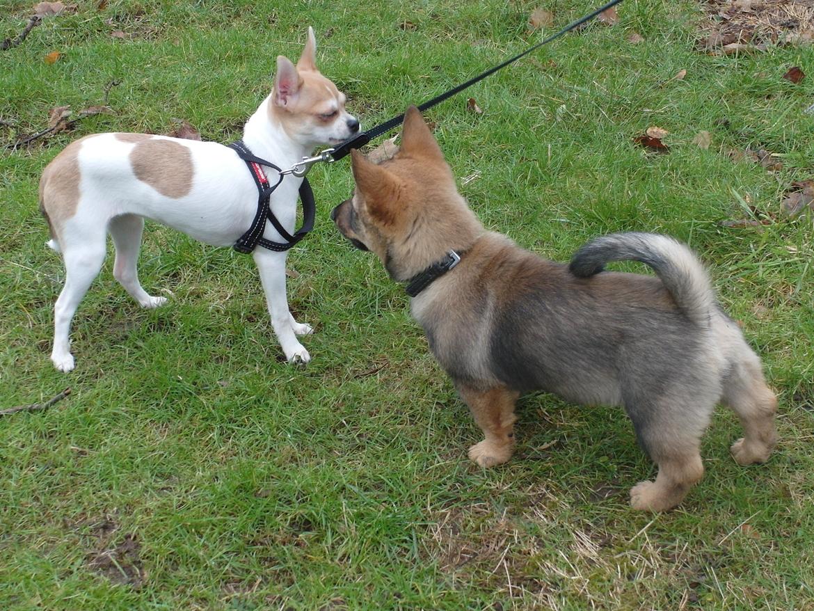 Västgötaspids Yuki <3 <3 (Clasus Miller). - Han havde legeveninde på besøg :D 18 feb 2014 billede 34
