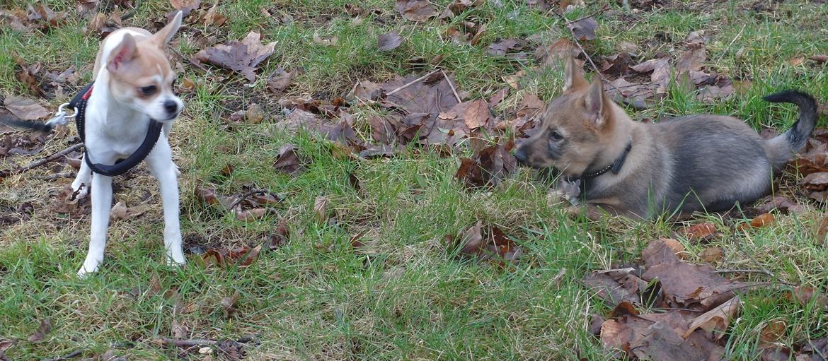 Västgötaspids Yuki <3 <3 (Clasus Miller). - Yuki og Nala leger. 18 feb 2014 billede 44
