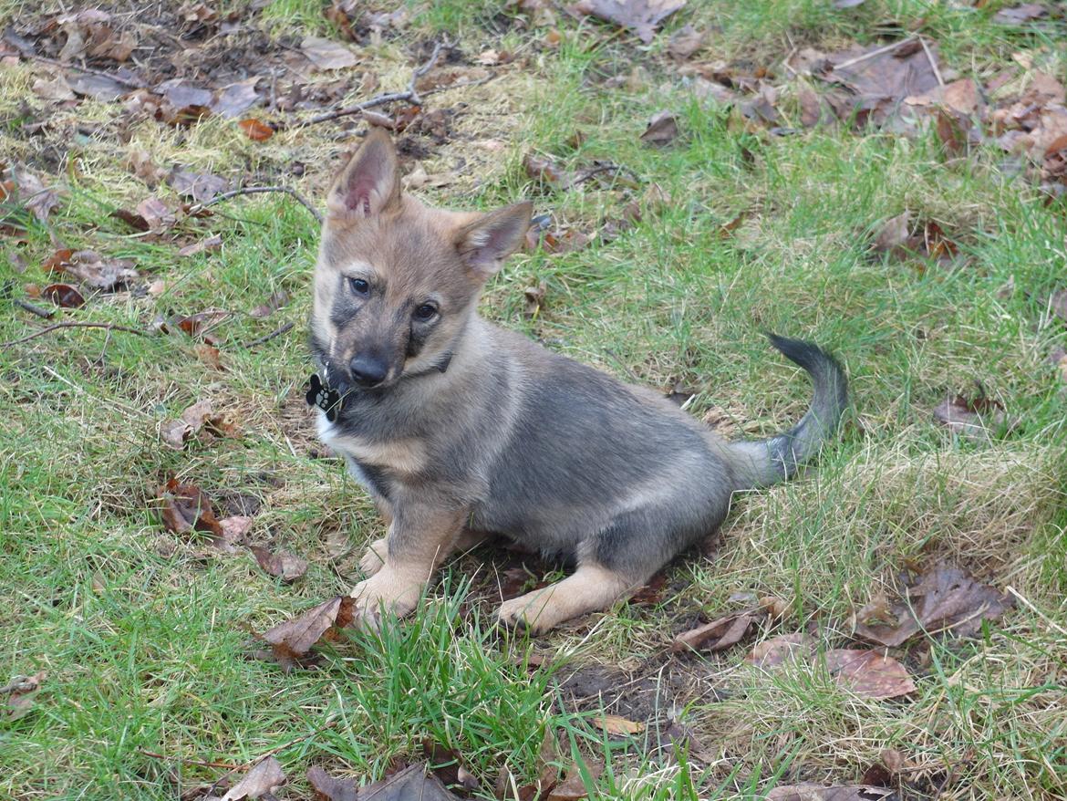 Västgötaspids Yuki <3 <3 (Clasus Miller). - 18 feb 2014 billede 48