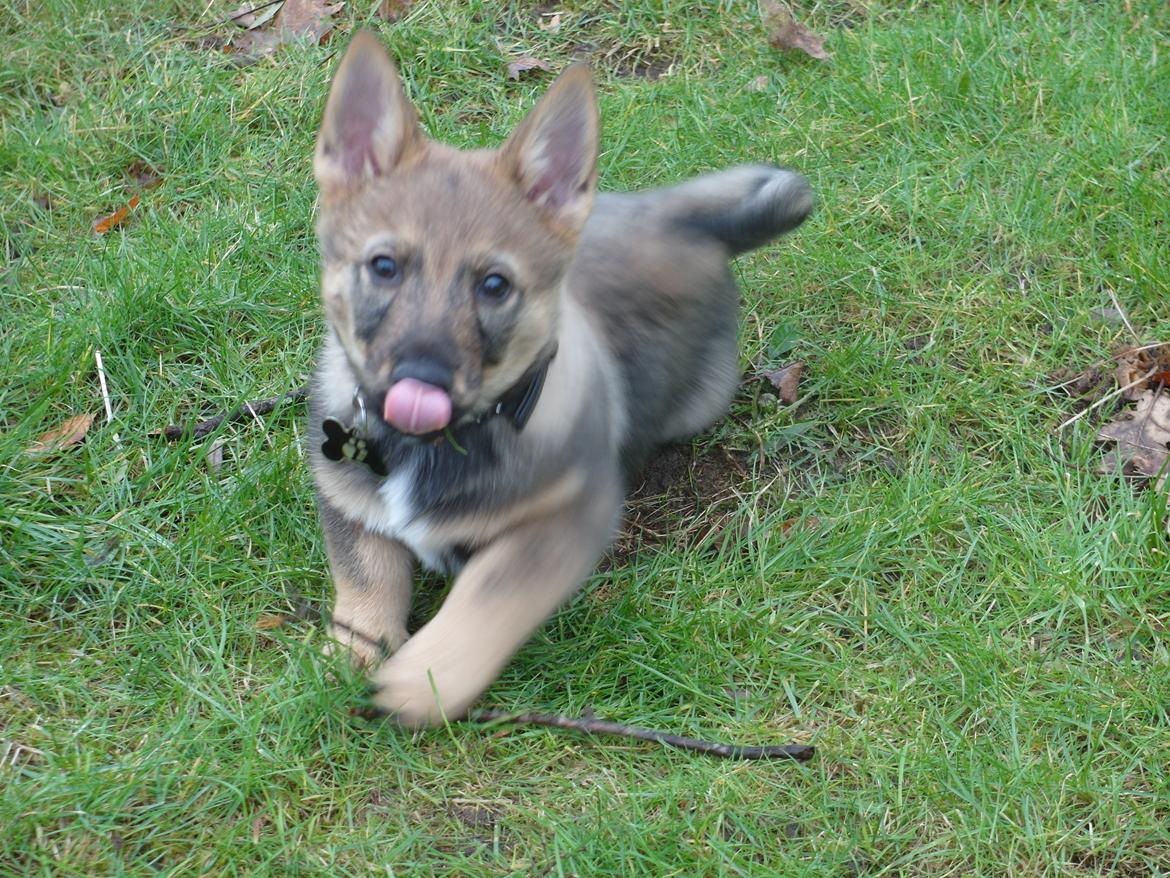 Västgötaspids Yuki <3 <3 (Clasus Miller). - Her kommer jeg <3 18 feb 2014 billede 43