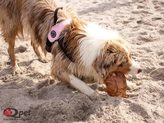 Australian shepherd Godrumgaards Mirell billede 18