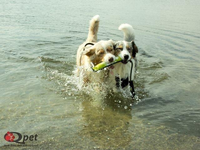 Australian shepherd Godrumgaards Mirell billede 19