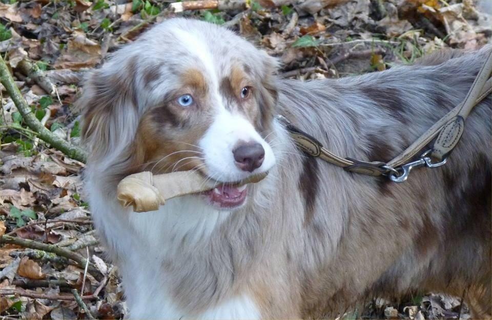 Australian shepherd Godrumgaards Mirell billede 20